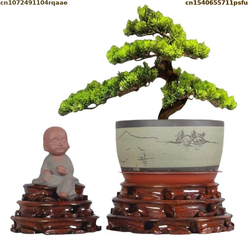 เส้นผ่านศูนย์กลาง 6-30 ซม.ยืนฐ - Bonsai Garden Display บทวิจารณ์และราคา
