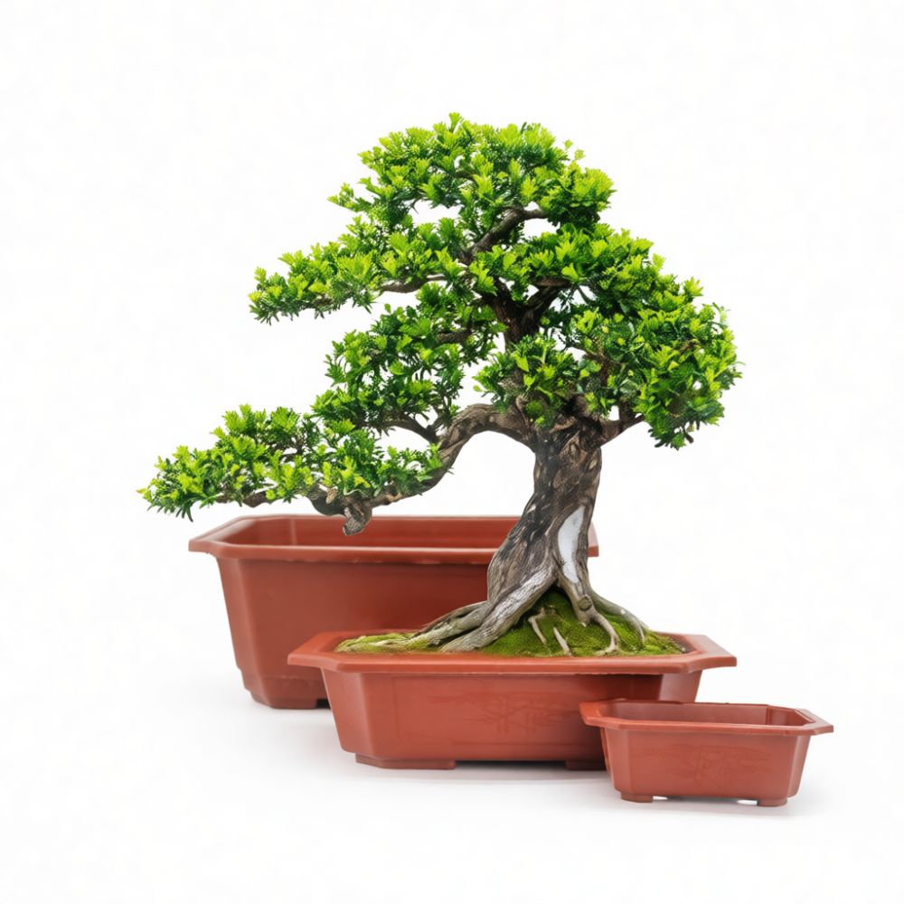 กระถางบอนไซพลาสติกทรงสี่เหลี่ย - Bonsai Garden Display บทวิจารณ์และราคา