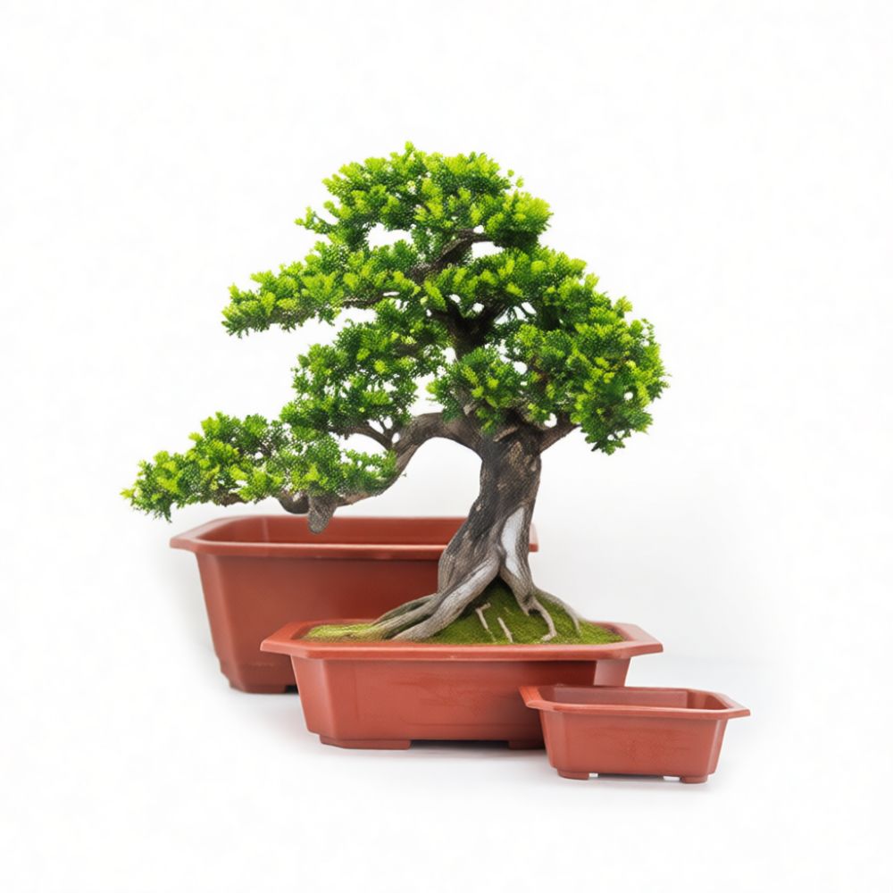 กระถางบอนไซพลาสติกทรงสี่เหลี่ย - Bonsai Garden Display บทวิจารณ์และราคา